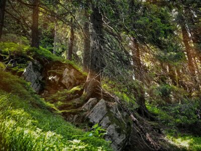 Forest landscape with sunbeams, mossy trees and stones