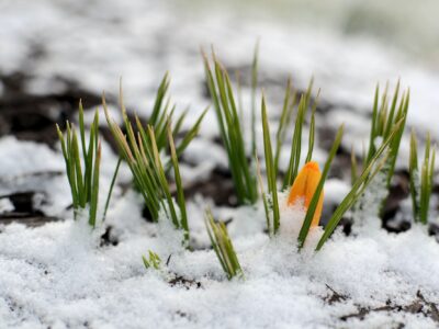 The first hints of spring when the yellow crocus blossom pushes through the snow.