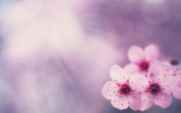 Pink spring background