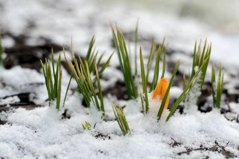 The first hints of spring when the yellow crocus blossom pushes through the snow.