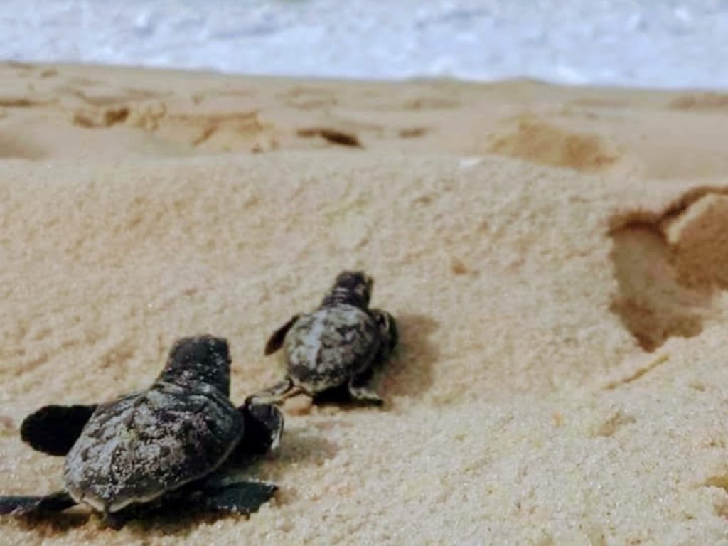 Two turtles going to the sea